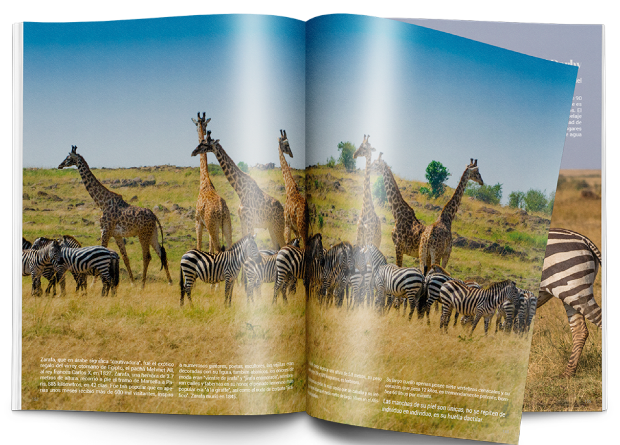 Adela.Garcia.EditorialDesign